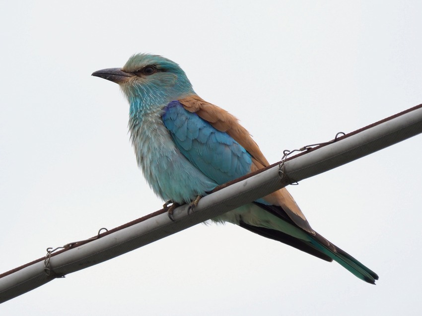 Ghiandaia marina (Coracias garrulus)